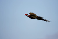 Flying Pheasant D1230-227