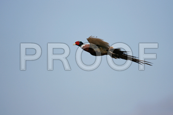 Flying Pheasant D1230-227