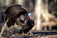 Fanned Wild Turkey D1694-048