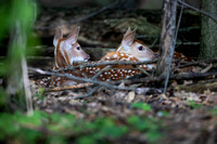 Twin Fawns D1697-042