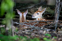 Twin Fawns D1697-047
