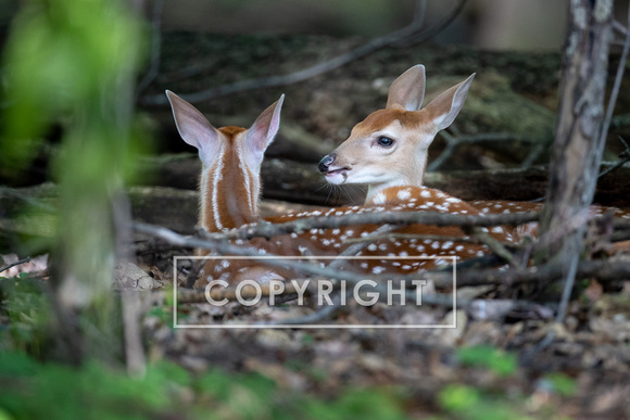 Twin Fawns D1697-047