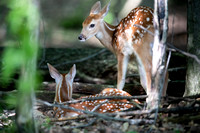 Two Fawns D1697-051