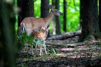 Fawn and Doe D1697-064