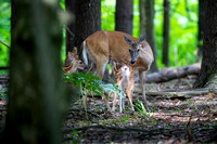 Doe and Fawns D1697-065