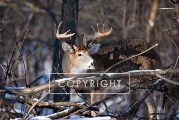 Whitetail Deer D1268-106