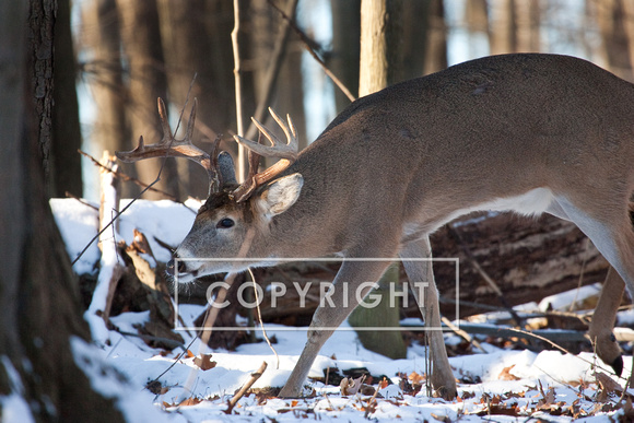 Whitetail Deer D1268-068