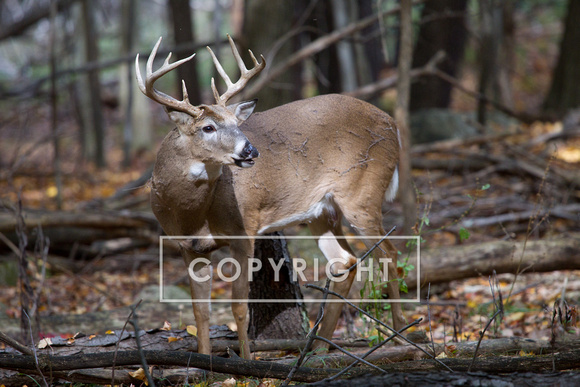 Whitetail Deer Buck D1310-009
