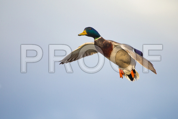 flying duck with cupped wings
