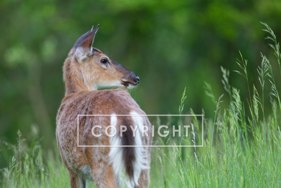 whitetail deer