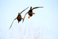 Ducks in Flight D1566-004