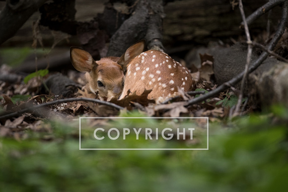 Fawn D1570-012
