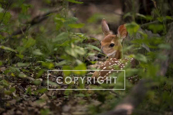 Fawn whitetail deer