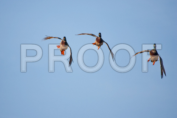 Three Flying Ducks D1283-010m