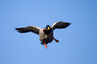 Pictures of Waterfowl in Flight
