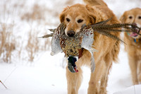 Winter Pheasant Hunt