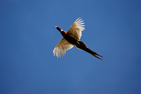 Ringneck Pheasant in Flight