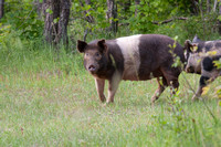 Renegade Ranch Hog Hunt