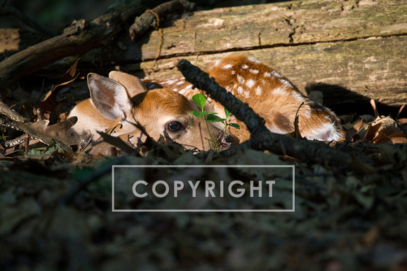 Deer Fawn D1329-010