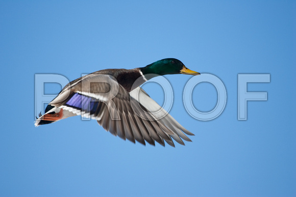 Flying Duck D1282-014